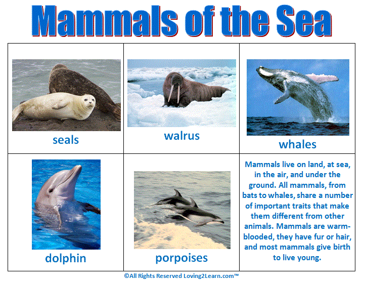 Mammals of the Sea